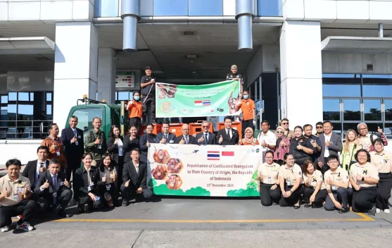 Perkuat Komitmen Konservasi, Indonesia-Thailand Pulangkan Empat Orangutan