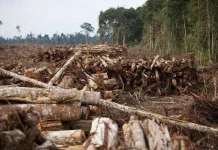 Banjir Sumatra: Bencana Alam atau Ulah Manusia?
