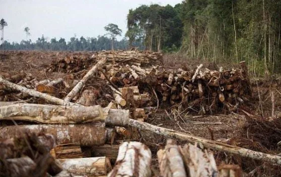 Banjir Sumatra: Bencana Alam atau Ulah Manusia?