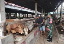 Praka IK Sinaga Pantau PMK Ternak Mandau