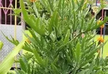  "Sitawa Sidingin", Bukan Sekadar Tanaman, Melainkan Filosofi Kehidupan