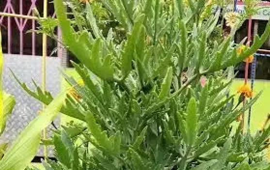  "Sitawa Sidingin", Bukan Sekadar Tanaman, Melainkan Filosofi Kehidupan