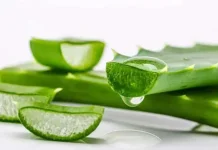 Lidah Buaya, Rahasia Alami Perawatan Kecantikan Kulit