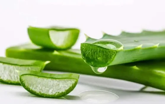Lidah Buaya, Rahasia Alami Perawatan Kecantikan Kulit