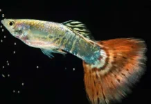 Pemanfaatan Ikan pemakan Jentik Nyamuk Untuk Pencegahan (DBD) 