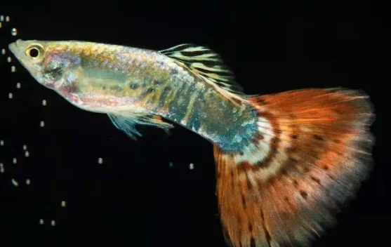 Pemanfaatan Ikan pemakan Jentik Nyamuk Untuk Pencegahan (DBD) 