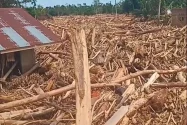 Sembilan Perusahaan Diduga Pemilik Tumpukan Kayu Gelondongan di Aceh