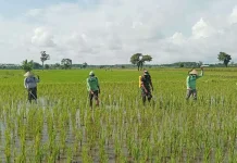Petani Tekung Lumajang Intensif Kendalikan Hama Padi