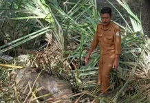 Dampak Bencana Banjir di Singkil, Ratusan Ternak Mati