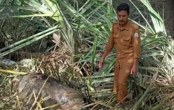Dampak Bencana Banjir di Singkil, Ratusan Ternak Mati