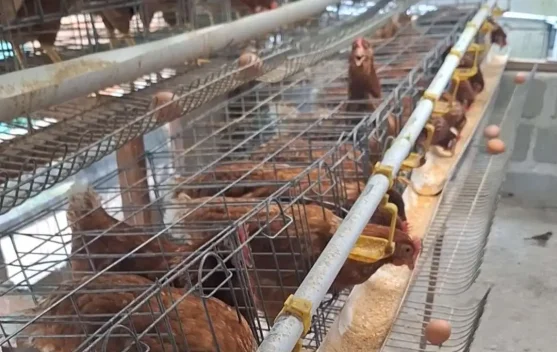 Kebutuhan Telur untuk MBG Capai 98.816 butir perbulan