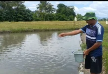 Program Mina Padi Desa Tohe, Raup Hasil Positif