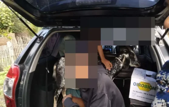  Dua Remaja Pencurian Ternak di Bima Diamankan