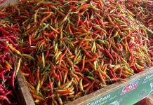 Harga Cabai Kecil Tembus Rp120 Ribu 