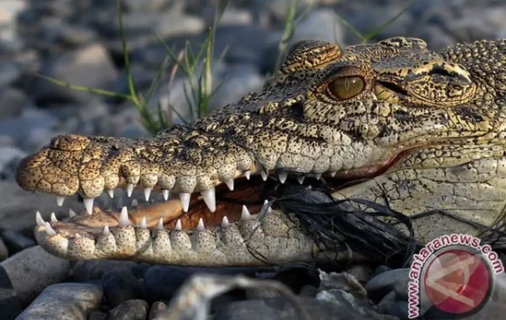 Bocah 10 Tahun di Halsel Hilang Diterkam Buaya 