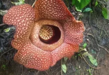 KPPL, Komunitas Peduli Puspa Langka Genap 15 Tahun