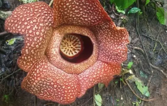 KPPL, Komunitas Peduli Puspa Langka Genap 15 Tahun