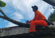 Pohon Tumbang Rusak Rumah Warga Bogor Selatan