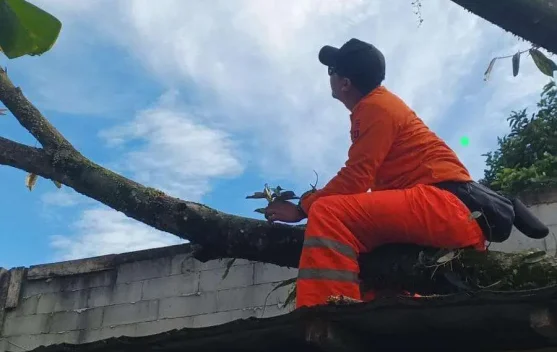 Pohon Tumbang Rusak Rumah Warga Bogor Selatan