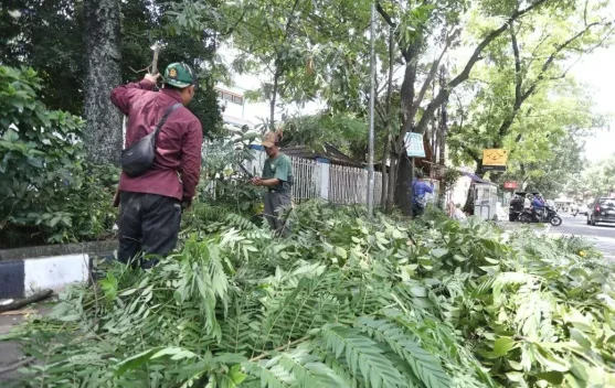 Pemkot Intensifkan Pemangkasan Pohon di Titik Rawan Tumbang