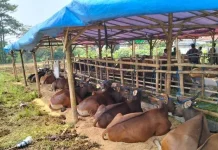 Dompu Dukung Program NTB Makmur Mendunia Lewat Peternakan