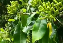 Buah Cengkeh, Rempah Dapur yang Kaya Khasiat 