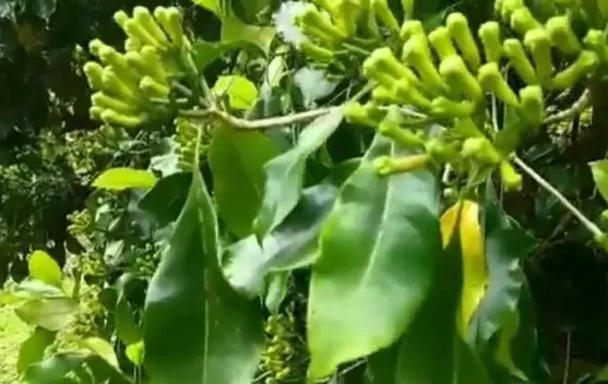 Buah Cengkeh, Rempah Dapur yang Kaya Khasiat 