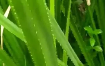 Pandan Berduri: Tanaman Serbaguna dengan Segudang Manfaat