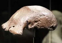 National Museum to House Dubois Fossil Masterpieces