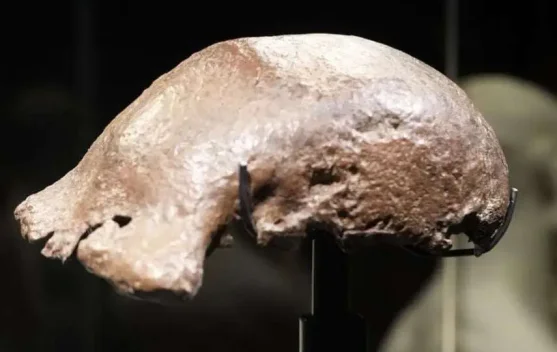 National Museum to House Dubois Fossil Masterpieces