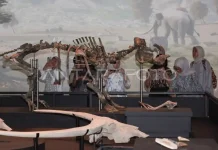 Indonesia Set to Receive 28,000 Fossils from the Netherlands in 2026