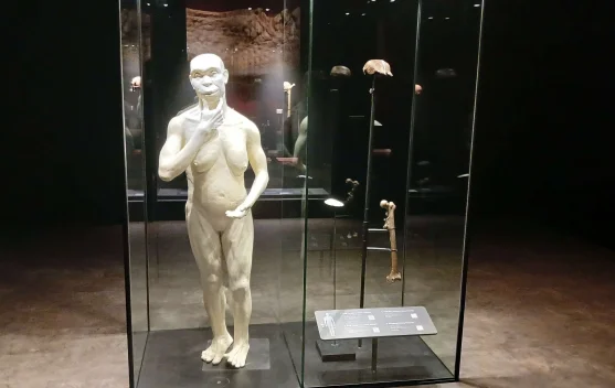 "Java Man" Displays Permanently at Indonesian National Museum
