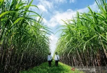 Ministry Targets 3 Million Tons of Sugar for 2026 Self-Sufficiency