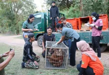 RI, Thailand Repatriate Four Orangutans for Conservation