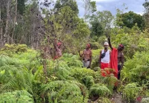 Indonesia Accelerates Customary Forest Designation with New National Roadmap