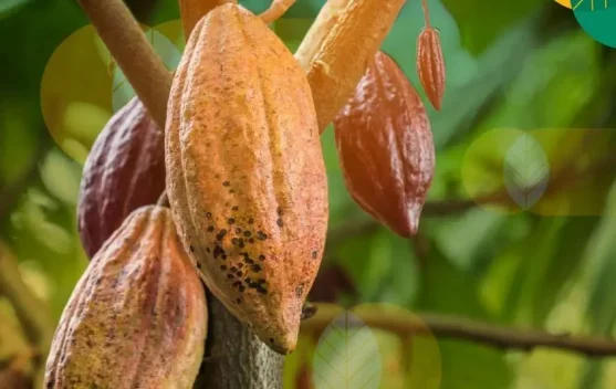 Two Indonesian Students Make EV Battery from Cocoa Waste 