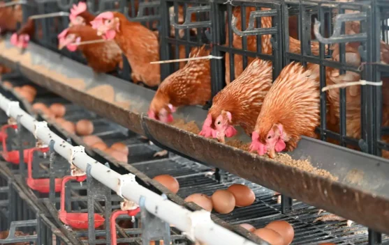 AI-Based Egg Hatching Innovation Reduces Risk of Loss 