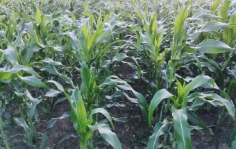 Hujan Rendah Petani Jagung Belu Terancam Gagal Panen