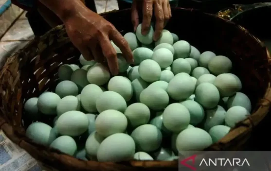 ITS Team Introduces Osmoinc to Revolutionize Salted Egg Production