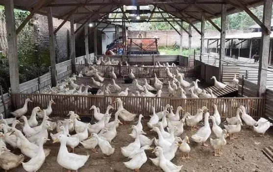 Libur Tahun Baru, Berkah Bagi Peternak Bebek