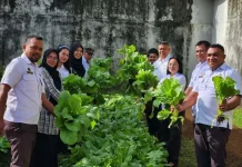 Lapas Tual Panen Sayur Segar Hasil Keringat Sendiri
