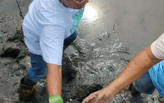 Upaya Pelestarian dan Penanaman Hutan Bernilai Ekonomis