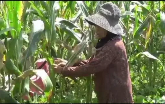 Malam Tahun Baru,Bawa Berkah bagi Petani Jagung