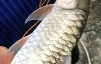 Khasiat Ikan Kerling Bagi Kesehatan Anak