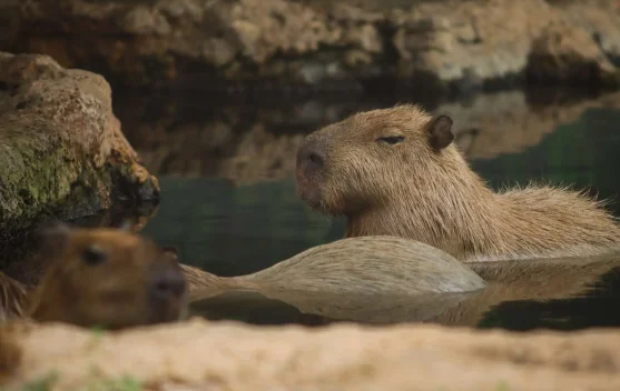 Capybara: Hewan Viral yang Bikin Internet Jatuh Cinta