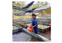 Belajar Wirausaha Lewat Budidaya Ikan Lele