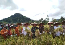 Dari Sawah Samalantan, Bengkayang Capai Swasembada Pangan