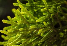 Rumput Laut Menyerap Karbon Lebih Cepat dari Hutan