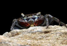 Kepiting Mampu Menumbuhkan Ulang Mata