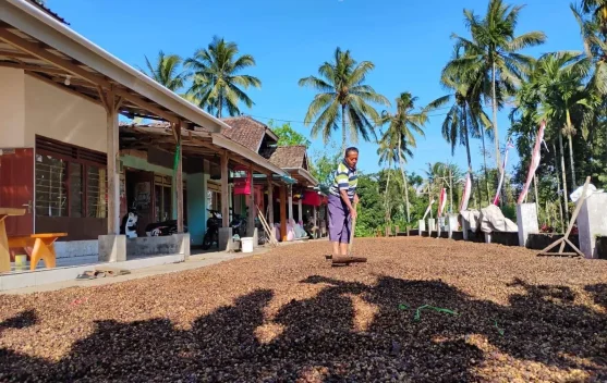 Gombengsari, Pusat Kebun Kopi Rakyat Banyuwangi